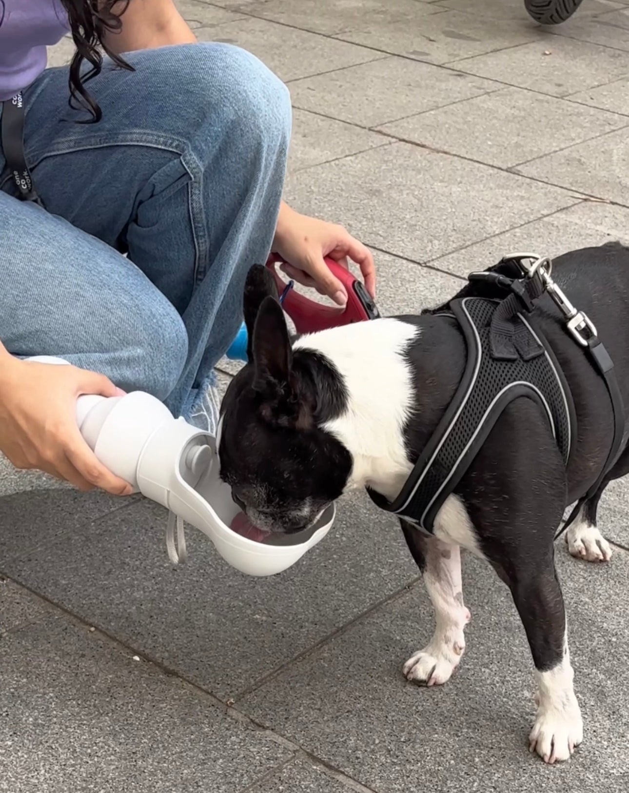 Botella Plegable Antiderrames para Perros