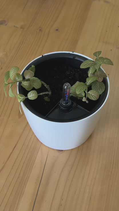 Maceta de Autorriego - Plantas siempre frescas sin esfuerzo